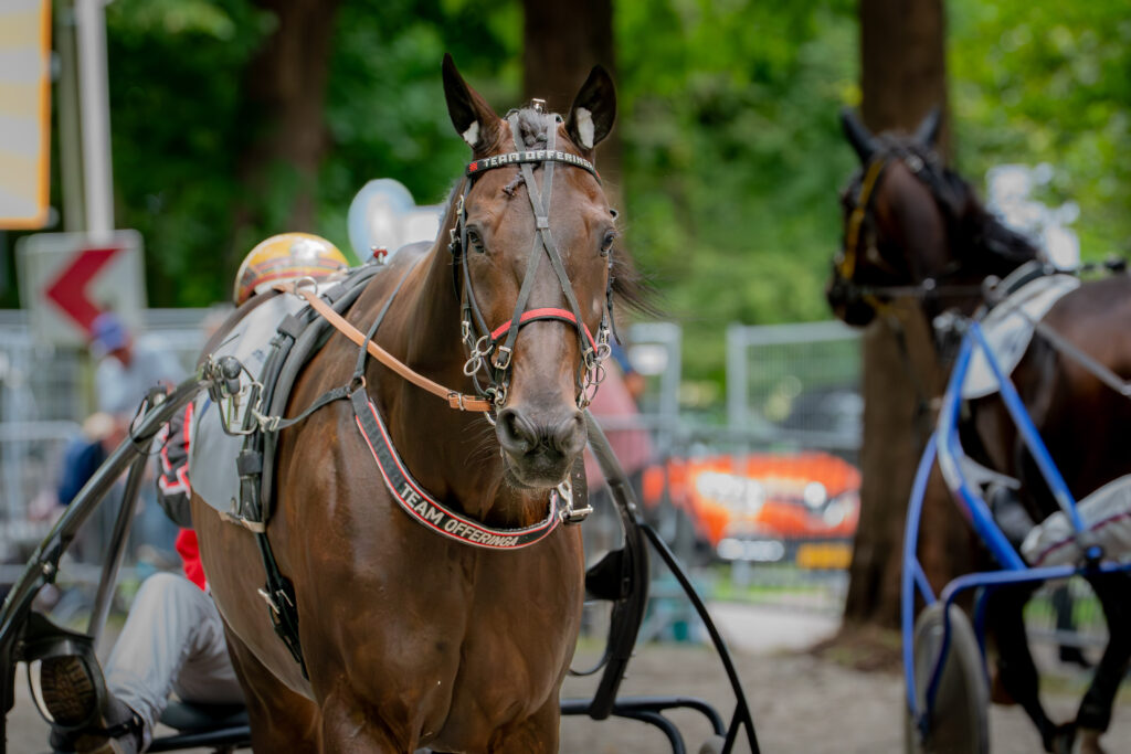 Paardensport Harddraverij Natascha van Mullem Sportparels