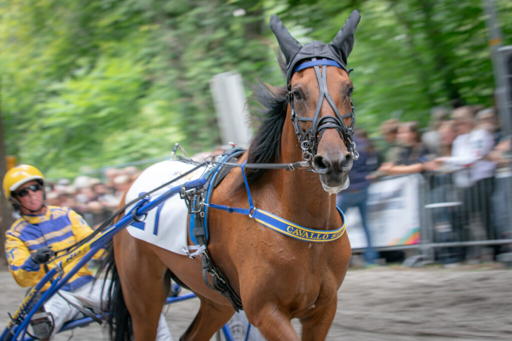 Paardensport Harddraverij Natascha van Mullem Sportparels